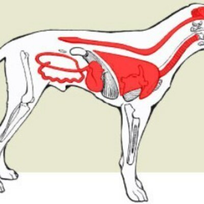 Почему собака задыхается. Чума плотоядных у собак симптомы. Внутреннее кровотечение у собаки.