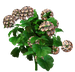 Цветы в PNG